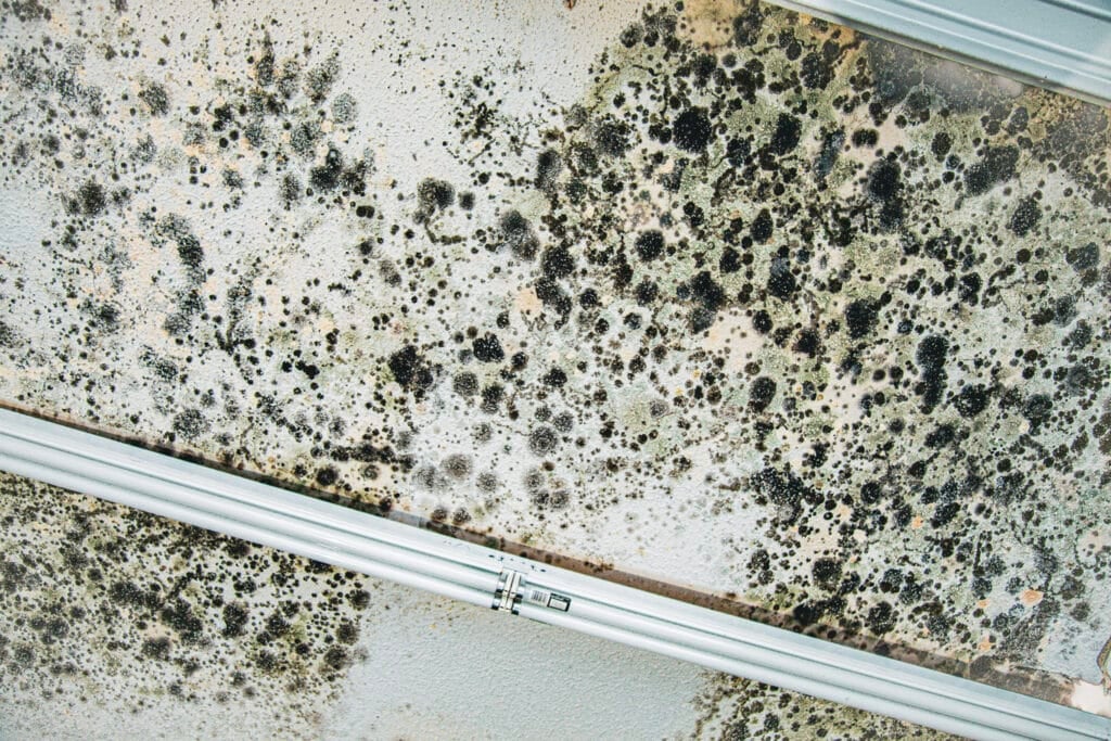 189 MG 8745 | Mold Remediation Kansas City