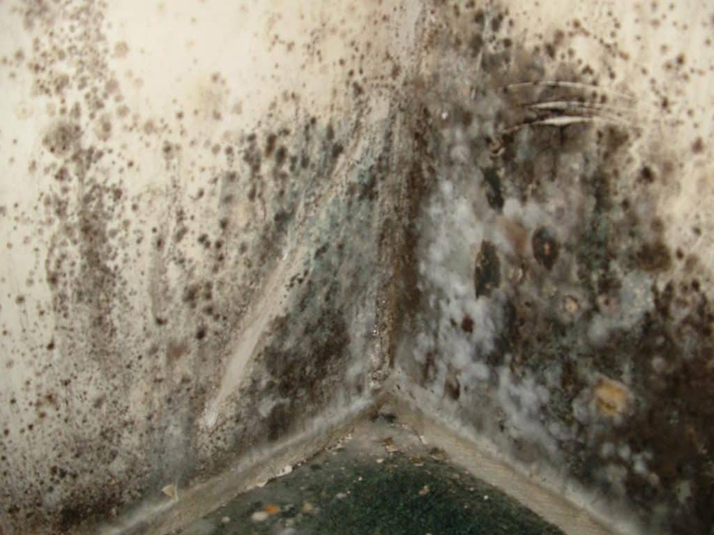 mold | 10 Signs Your Home Has a Mold Problem